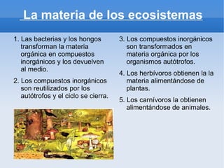 La materia de los ecosistemas
1. Las bacterias y los hongos         3. Los compuestos inorgánicos
   transforman la materia                son transformados en
   orgánica en compuestos                materia orgánica por los
   inorgánicos y los devuelven           organismos autótrofos.
   al medio.
                                      4. Los herbívoros obtienen la la
2. Los compuestos inorgánicos            materia alimentándose de
   son reutilizados por los              plantas.
   autótrofos y el ciclo se cierra.
                                      5. Los carnívoros la obtienen
                                         alimentándose de animales.
 