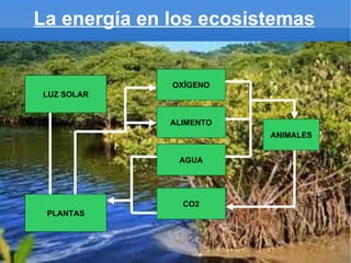 La energía en los ecosistemas


              OXÍGENO
LUZ SOLAR


              ALIMENTO
                         ANIMALES


               AGUA




                CO2
 PLANTAS
 