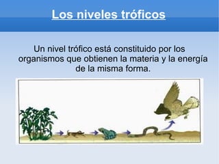 Los niveles tróficos

   Un nivel trófico está constituido por los
organismos que obtienen la materia y la energía
              de la misma forma.
 