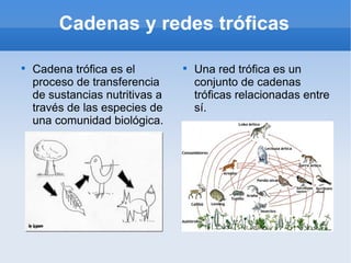 Cadenas y redes tróficas


    Cadena trófica es el         
                                     Una red trófica es un
    proceso de transferencia         conjunto de cadenas
    de sustancias nutritivas a       tróficas relacionadas entre
    través de las especies de        sí.
    una comunidad biológica.
 