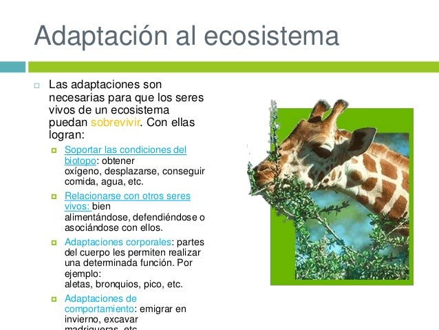Los ecosistemas