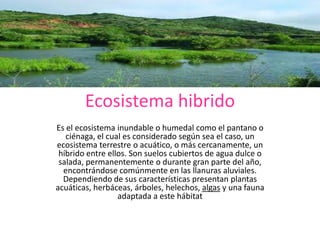 Ecosistema hibrido
Es el ecosistema inundable o humedal como el pantano o
ciénaga, el cual es considerado según sea el caso, un
ecosistema terrestre o acuático, o más cercanamente, un
híbrido entre ellos. Son suelos cubiertos de agua dulce o
salada, permanentemente o durante gran parte del año,
encontrándose comúnmente en las llanuras aluviales.
Dependiendo de sus características presentan plantas
acuáticas, herbáceas, árboles, helechos, algas y una fauna
adaptada a este hábitat
 