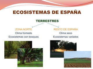 TERRESTRES
ECOSISTEMAS DE ESPAÑA
ZONA NORTE
Clima húmedo
Ecosistemas con bosques
RESTO DE ESPAÑA
Clima seco
Ecosistemas variados
 