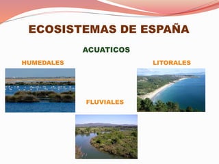 ACUATICOS
ECOSISTEMAS DE ESPAÑA
HUMEDALES
FLUVIALES
LITORALES
 