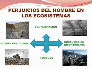 PERJUICIOS DEL HOMBRE EN
LOS ECOSISTEMAS
CONTAMINACIÓN
RESIDUOS
URBANIZACIÓN
INCONTROLADA
SOBREEXPLOTACIÓN
 