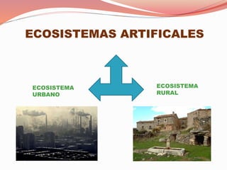 ECOSISTEMAS ARTIFICALES
ECOSISTEMA
URBANO
ECOSISTEMA
RURAL
 