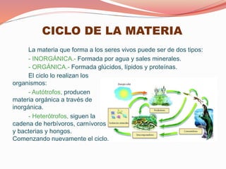 CICLO DE LA MATERIA
La materia que forma a los seres vivos puede ser de dos tipos:
- INORGÁNICA.- Formada por agua y sales minerales.
- ORGÁNICA.- Formada glúcidos, lípidos y proteínas.
El ciclo lo realizan los
organismos:
- Autótrofos, producen
materia orgánica a través de
inorgánica.
- Heterótrofos, siguen la
cadena de herbívoros, carnívoros
y bacterias y hongos.
Comenzando nuevamente el ciclo.
 