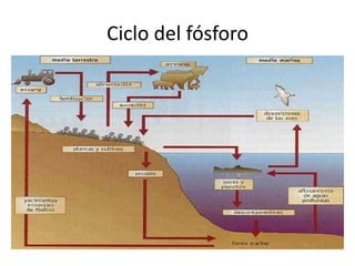 Ciclo del fósforo
 