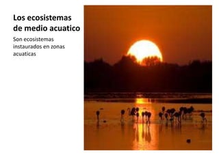 Los ecosistemas
de medio acuatico
Son ecosistemas
instaurados en zonas
acuaticas
 