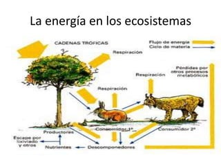 La energía en los ecosistemas
 