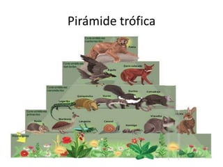 Pirámide trófica
 