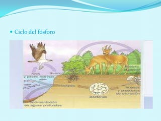  Ciclo del fósforo
 