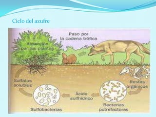 Ciclo del azufre
 