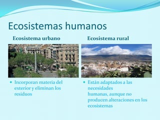 Ecosistemas humanos
Ecosistema urbano Ecosistema rural
 Incorporan materia del
exterior y eliminan los
residuos
 Están adaptados a las
necesidades
humanas, aunque no
producen alteraciones en los
ecosistemas
 