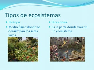 Tipos de ecosistemas
 Biotopo
 Medio físico donde se
desarrollan los seres
vivos
 Biocenosis
 Es la parte donde viva de
un ecosistema
 