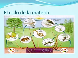 El ciclo de la materia
 