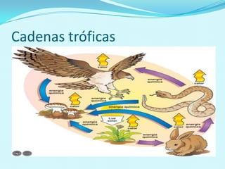 Cadenas tróficas
 