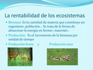 La rentabilidad de los ecosistemas
 Biomasa: Es la cantidad de materia que constituye un
organismo ,población… Se trata de la forma de
almacenar la energía en forma< material>.
 Producción: Es el incremento de la biomasa por
unidad de tiempo
 Producción bruta y Producción neta
 