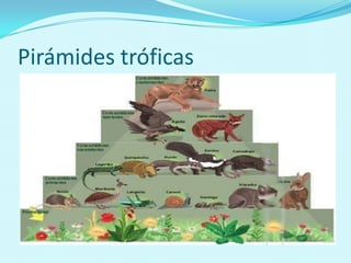 Pirámides tróficas
 