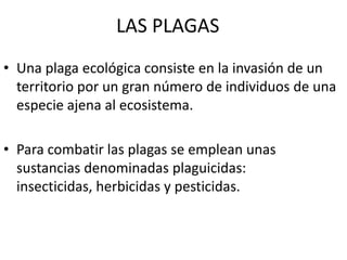 LAS PLAGAS
• Una plaga ecológica consiste en la invasión de un
territorio por un gran número de individuos de una
especie ajena al ecosistema.
• Para combatir las plagas se emplean unas
sustancias denominadas plaguicidas:
insecticidas, herbicidas y pesticidas.
 
