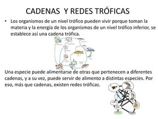 CADENAS Y REDES TRÓFICAS
• Los organismos de un nivel trófico pueden vivir porque toman la
materia y la energía de los organismos de un nivel trófico inferior, se
establece así una cadena trófica.
Una especie puede alimentarse de otras que pertenecen a diferentes
cadenas, y a su vez, puede servir de alimento a distintas especies. Por
eso, más que cadenas, existen redes tróficas.
 
