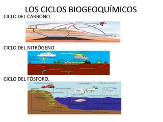LOS CICLOS BIOGEOQUÍMICOS
CICLO DEL CARBONO.
CICLO DEL NITRÓGENO.
CICLO DEL FÓSFORO.
 