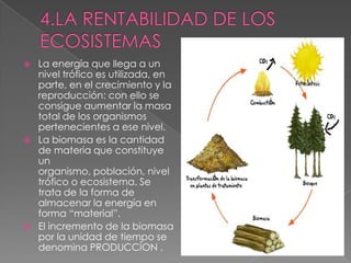  La energía que llega a un
nivel trófico es utilizada, en
parte, en el crecimiento y la
reproducción: con ello se
consigue aumentar la masa
total de los organismos
pertenecientes a ese nivel.
 La biomasa es la cantidad
de materia que constituye
un
organismo, población, nivel
trófico o ecosistema. Se
trata de la forma de
almacenar la energía en
forma “material”.
 El incremento de la biomasa
por la unidad de tiempo se
denomina PRODUCCÍON .
 