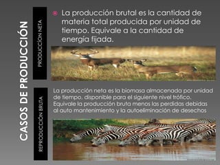 PRODUCCÍONNETAREPRODUCCIÓNBRUTA
 La producción brutal es la cantidad de
materia total producida por unidad de
tiempo. Equivale a la cantidad de
energía fijada.
La producción neta es la biomasa almacenada por unidad
de tiempo, disponible para el siguiente nivel trófico.
Equivale la producción bruta menos las perdidas debidas
al auto mantenimiento y la autoeliminación de desechos
 