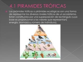  Las pirámides tróficas o pirámides ecológicas son una forma
de representar los diversos niveles tróficos de un ecosistema.
Están constituidas por una superposición de rectángulo cuya
base es proporcional a los valores que representan(
energía, biomasa o número de individuos).
 