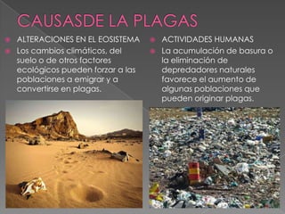  ALTERACIONES EN EL EOSISTEMA
 Los cambios climáticos, del
suelo o de otros factores
ecológicos pueden forzar a las
poblaciones a emigrar y a
convertirse en plagas.
 ACTIVIDADES HUMANAS
 La acumulación de basura o
la eliminación de
depredadores naturales
favorece el aumento de
algunas poblaciones que
pueden originar plagas.
 