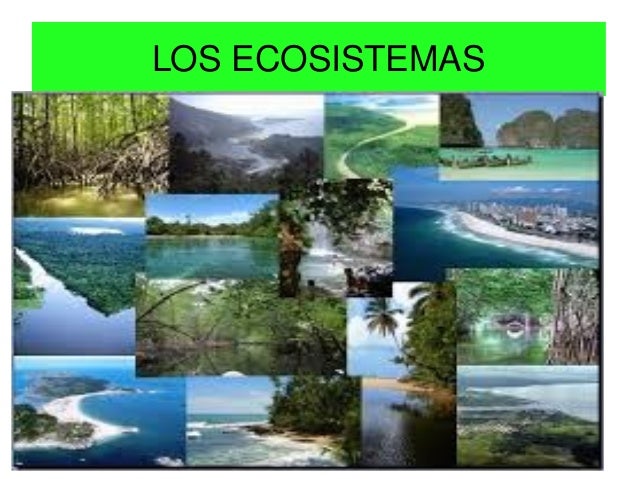 Los ecosistemas