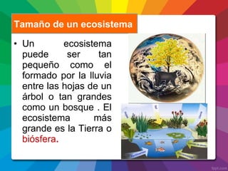 • Un ecosistema
puede ser tan
pequeño como el
formado por la lluvia
entre las hojas de un
árbol o tan grandes
como un bosque . El
ecosistema más
grande es la Tierra o
biósfera.
Tamaño de un ecosistema