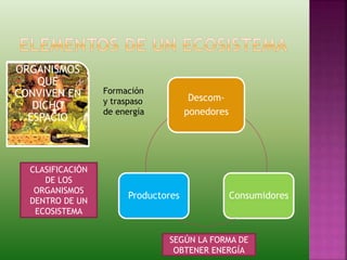 ORGANISMOS
QUE
CONVIVEN EN
DICHO
ESPACIO
CLASIFICACIÓN
DE LOS
ORGANISMOS
DENTRO DE UN
ECOSISTEMA
Descom-
ponedores
ConsumidoresProductores
SEGÚN LA FORMA DE
OBTENER ENERGÍA
Formación
y traspaso
de energía
 