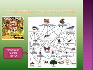 ORGANISMOS
QUE
CONVIVEN EN
DICHO
ESPACIO
EJEMPLO DE
CADENA
TRÓFICA
 