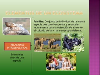 RELACIONES
ENTRE LOS
SERES VIVOS
RELACIONES
INTRAESPECÍFICAS
Entre seres
vivos de una
especie
Familias: Conjunto de individuos de la misma
especie que conviven juntos y se ayudan
mutuamente para la obtención de alimento,
el cuidado de las crías y su propia defensa.
 