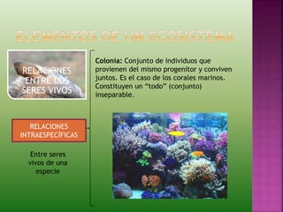 RELACIONES
ENTRE LOS
SERES VIVOS
RELACIONES
INTRAESPECÍFICAS
Entre seres
vivos de una
especie
Colonia: Conjunto de individuos que
provienen del mismo progenitor y conviven
juntos. Es el caso de los corales marinos.
Constituyen un “todo” (conjunto)
inseparable.
 
