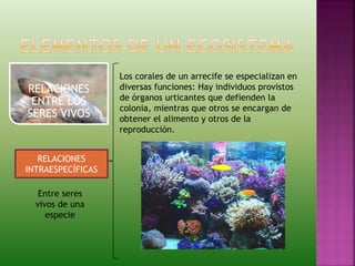 RELACIONES
ENTRE LOS
SERES VIVOS
RELACIONES
INTRAESPECÍFICAS
Entre seres
vivos de una
especie
Los corales de un arrecife se especializan en
diversas funciones: Hay individuos provistos
de órganos urticantes que defienden la
colonia, mientras que otros se encargan de
obtener el alimento y otros de la
reproducción.
 