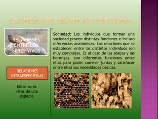 RELACIONES
ENTRE LOS
SERES VIVOS
RELACIONES
INTRAESPECÍFICAS
Entre seres
vivos de una
especie
Sociedad: Los individuos que forman una
sociedad poseen distintas funciones e incluso
diferencias anatómicas. Las relaciones que se
establecen entre los distintos individuos son
muy complejas. Es el caso de las abejas y las
hormigas, con diferentes funciones entre
ellas para poder convivir juntas y satisfacer
entre ellas sus necesidades básicas.
 