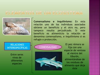 RELACIONES
ENTRE LOS
SERES VIVOS
RELACIONES
INTERESPECÍFICAS
Entre seres
vivos de
diferentes
especies
Comensalismo e inquilinismo: En esta
relación uno de los individuos asociados
obtiene un beneficio y el otro no, pero
tampoco resulta perjudicado. Si este
beneficio es alimenticio la relación se
denomina comensalismo, e inquilinismo si es
refugio o protección.
COMENSALISMO
El pez rémora se
fija con una
especie de ventosa
al vientre del
tiburón,
alimentándose de
los residuos de
alimento que deja
éste
 