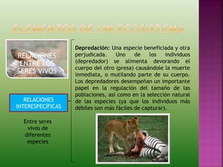 RELACIONES
ENTRE LOS
SERES VIVOS
RELACIONES
INTERESPECÍFICAS
Entre seres
vivos de
diferentes
especies
Depredación: Una especie beneficiada y otra
perjudicada. Uno de los individuos
(depredador) se alimenta devorando el
cuerpo del otro (presa) causándole la muerte
inmediata, o mutilando parte de su cuerpo.
Los depredadores desempeñan un importante
papel en la regulación del tamaño de las
poblaciones, así como en la selección natural
de las especies (ya que los individuos más
débiles son más fáciles de capturar).
 