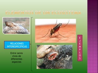 RELACIONES
ENTRE LOS
SERES VIVOS
RELACIONES
INTERESPECÍFICAS
Entre seres
vivos de
diferentes
especies
E
J
E
M
P
L
O
S
 