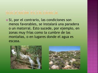  Si, por el contrario, las condiciones son
menos favorables, se instalará una paradera
o un matorral. Esto sucede, por ejemplo, en
zonas muy frías como la cumbre de las
montañas, o en lugares donde el agua es
escasa.
 