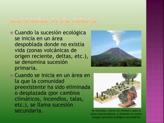  Cuando la sucesión ecológica
se inicia en un área
despoblada donde no existía
vida (zonas volcánicas de
origen reciente, deltas, etc.),
se denomina sucesión
primaria.
 Cuando se inicia en un área en
la que la comunidad
preexistente ha sido eliminada
o desplazada (por cambios
climáticos, incendios, talas,
etc.), se llama sucesión
secundaria. Se incendia, crecen los árboles y poco a
poco nuevas plantas, y tenemos un nuevo
bosque (sucesión ecológica secundaria)
 