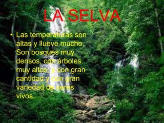 LA SELVA
• Las temperaturas son
altas y llueve mucho.
Son bosques muy
densos, con árboles
muy altos, y con gran
cantidad y con gran
variedad de seres
vivos.