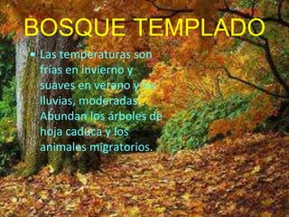 BOSQUE TEMPLADO
• Las temperaturas son
frías en invierno y
suaves en verano y las
lluvias, moderadas.
Abundan los árboles de
hoja caduca y los
animales migratorios.