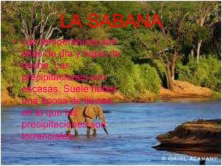 LA SABANA
• Las temperaturas son
altas de día y bajas de
noche. Las
precipitaciones son
escasas. Suele haber
una época de lluvias,
en la que las
precipitaciones son
torrenciales.
