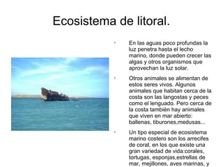 Ecosistema de litoral. 
 En las aguas poco profundas la 
luz penetra hasta el lecho 
marino, donde pueden crecer las 
algas y otros organismos que 
aprovechan la luz solar. 
 Otros animales se alimentan de 
estos seres vivos. Algunos 
animales que habitan cerca de la 
costa son las langostas y peces 
como el lenguado. Pero cerca de 
la costa también hay animales 
que viven en mar abierto: 
ballenas, tiburones,medusas... 
 Un tipo especial de ecosistema 
marino costero son los arrecifes 
de coral, en los que existe una 
gran variedad de vida:corales, 
tortugas, esponjas,estrellas de 
mar, mejillones, aves marinas, y 
muchos tipos de peces, por 
 