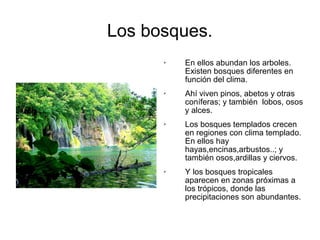 Los bosques. 
 En ellos abundan los arboles. 
Existen bosques diferentes en 
función del clima. 
 Ahí viven pinos, abetos y otras 
coníferas; y también lobos, osos 
y alces. 
 Los bosques templados crecen 
en regiones con clima templado. 
En ellos hay 
hayas,encinas,arbustos..; y 
también osos,ardillas y ciervos. 
 Y los bosques tropicales 
aparecen en zonas próximas a 
los trópicos, donde las 
precipitaciones son abundantes. 
 