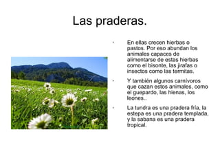 Las praderas. 
 En ellas crecen hierbas o 
pastos. Por eso abundan los 
animales capaces de 
alimentarse de estas hierbas 
como el bisonte, las jirafas o 
insectos como las termitas. 
 Y también algunos carnívoros 
que cazan estos animales, como 
el guepardo, las hienas, los 
leones.. 
 La tundra es una pradera fría, la 
estepa es una pradera templada, 
y la sabana es una pradera 
tropical. 
 