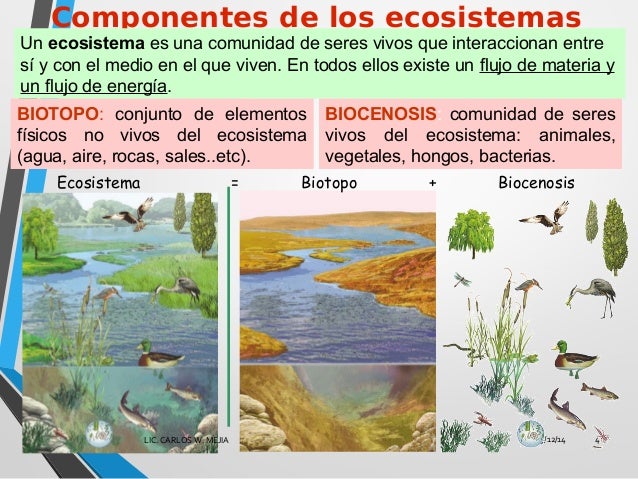 Los ecosistemas